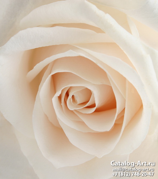White roses 18